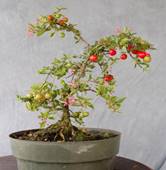 Dwarf Barbados Cherry - Malpighia punicifolia 5" pot