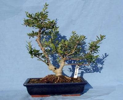 Image result for european olive bonsai
