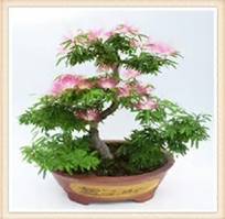 Image result for mimosa bonsai