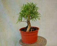 http://www.wigertsbonsai.com/wp-content/uploads/2017/05/pre-bonsai-ficus-neriifolia-500x333.jpg